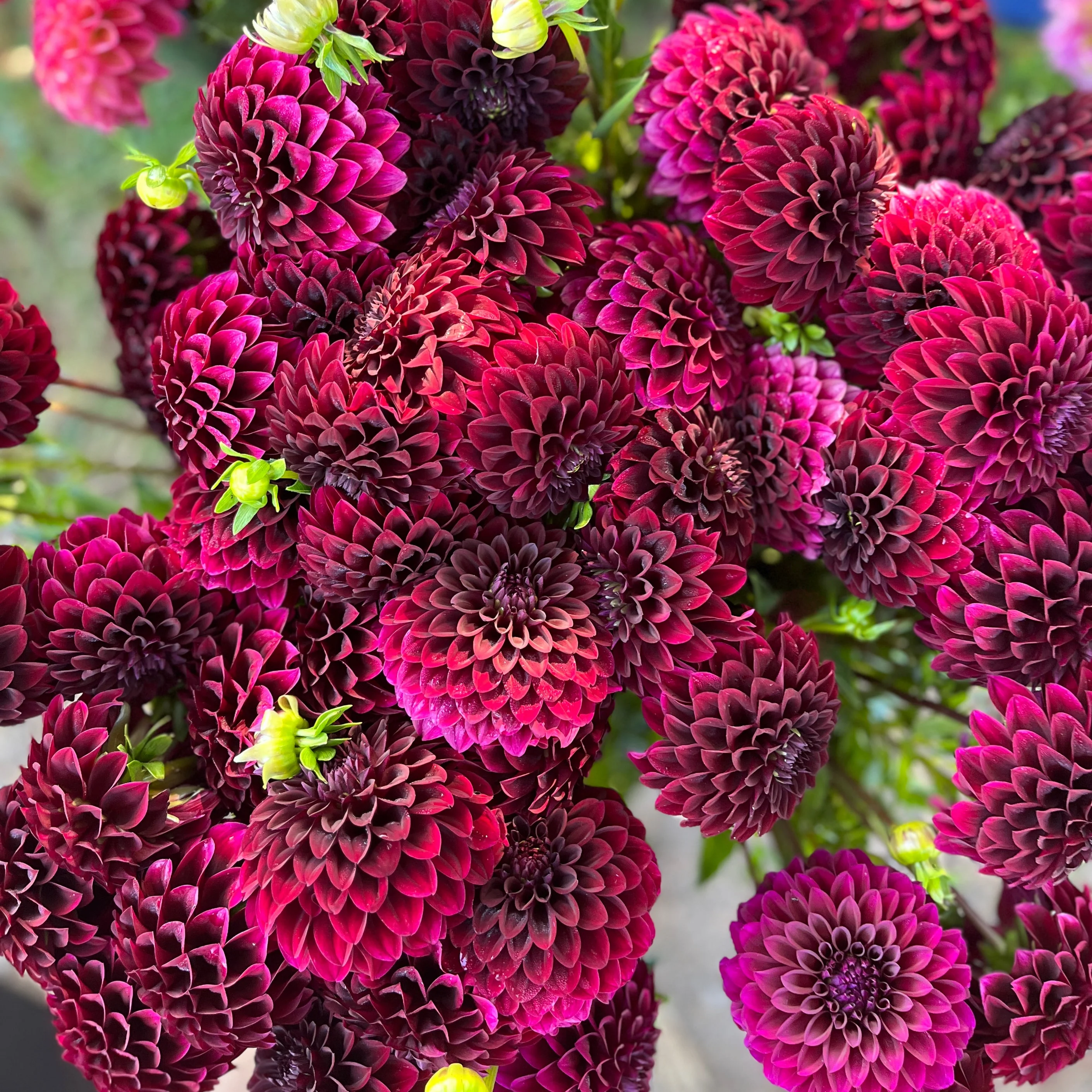 Fresh Blooms From Our Farm