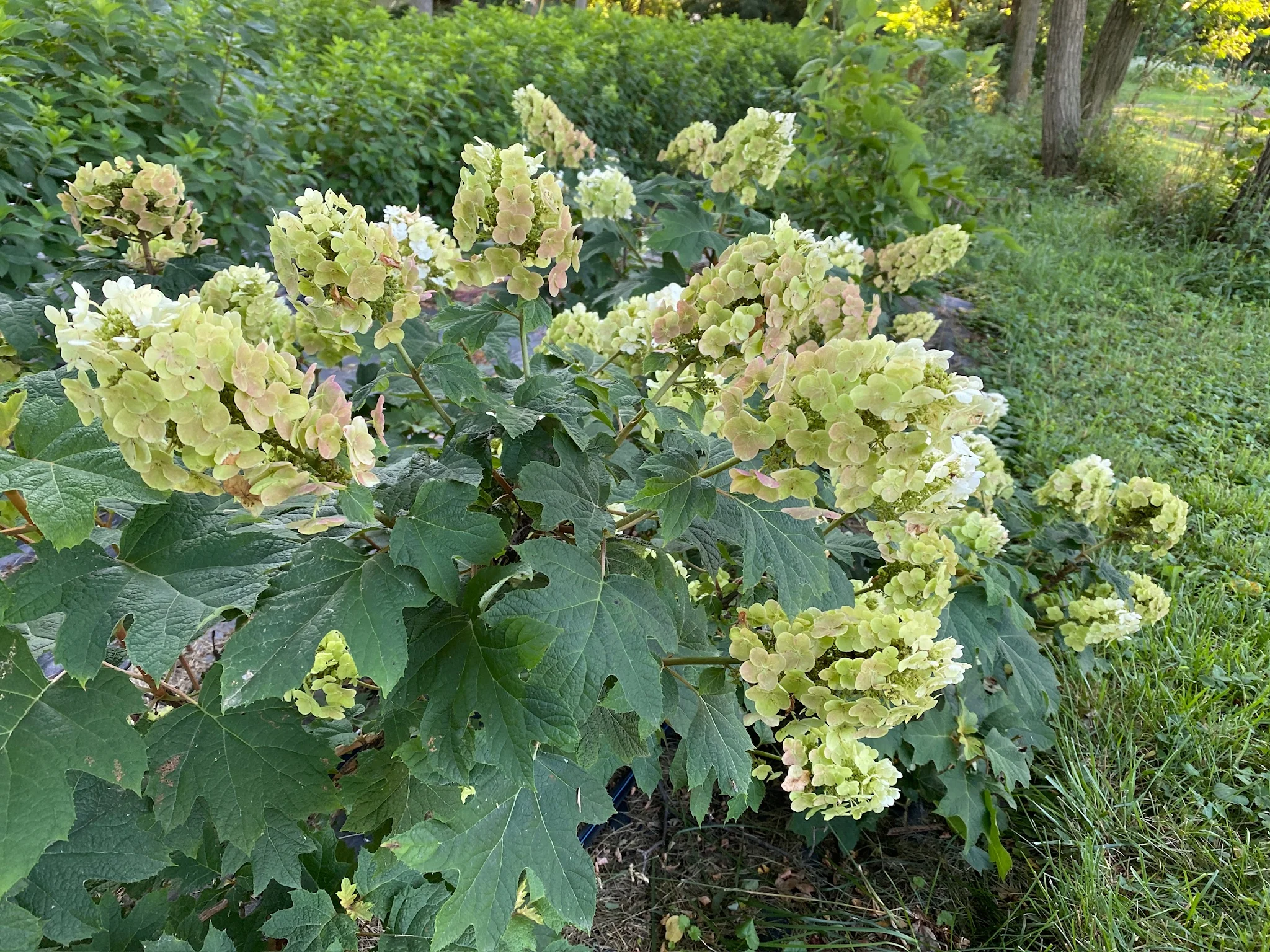 Shop All Live Plants